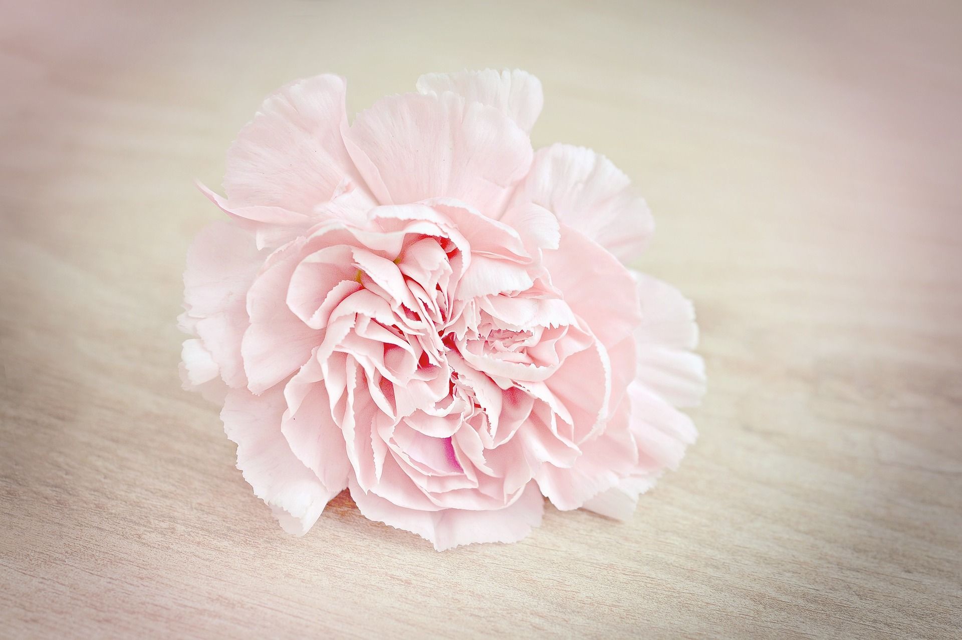 Carnation